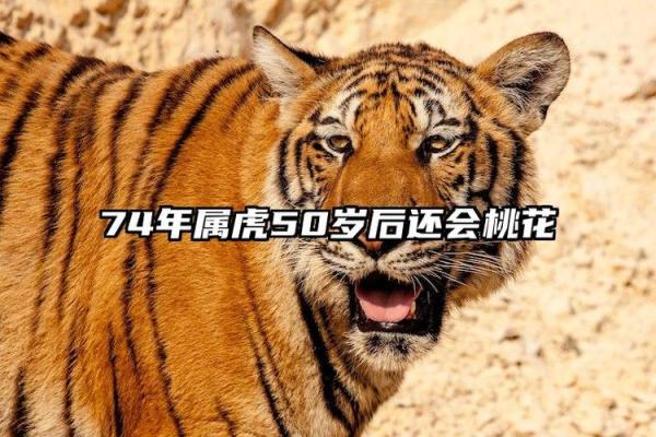 2010年属虎的人命理分析与性格特点解析