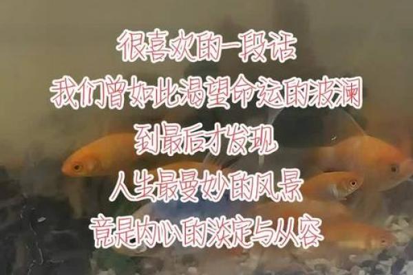 揭秘1955年命卦：当年风云如何影响人生命运
