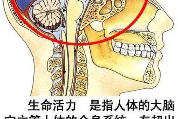 深入探索命局：揭示生命密码的奥秘与智慧