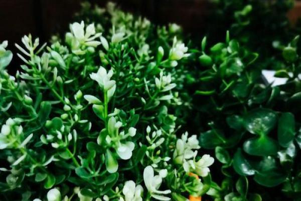 如何辨识花朵的秘密：让你的花园生机勃勃！