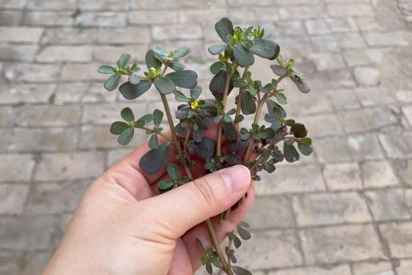 探索命格与耳环的完美契合：你的耳环选择能为你带来好运吗？