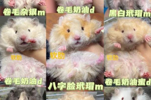 仓鼠属相是什么命：揭开小宠物的命理之谜