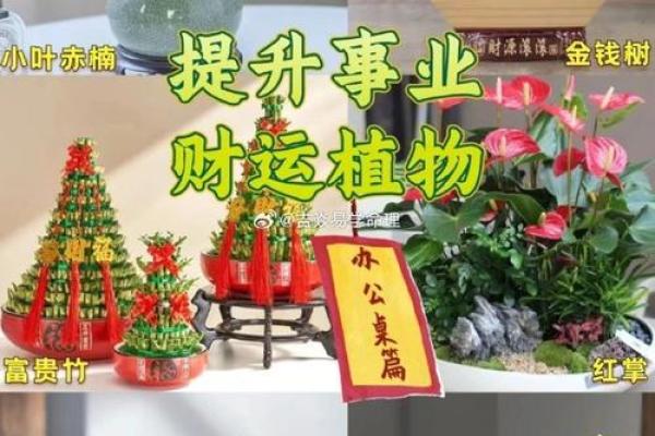 2017年属鸡人的命运分析：揭秘其性格、事业与爱情