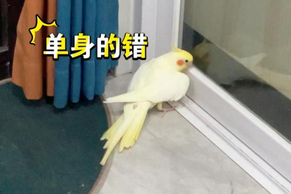 活该单身的人：命运背后的真相与自省