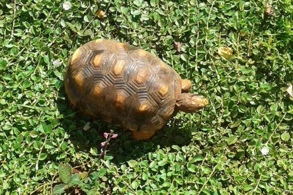 乌龟长寿的秘密：自然界中的生命奇迹与智慧启示