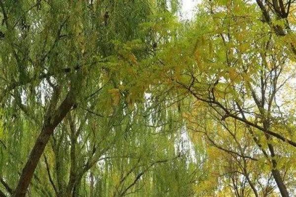 探秘土牛命格：稳定与坚韧的生命特质