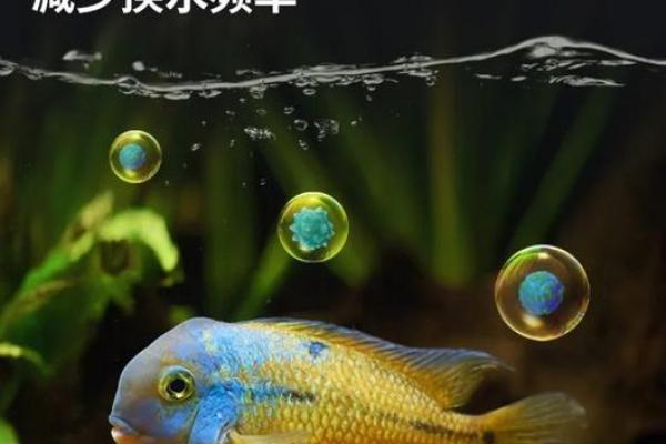 命运与鱼缸：揭秘命不宜摆鱼缸的深层原因