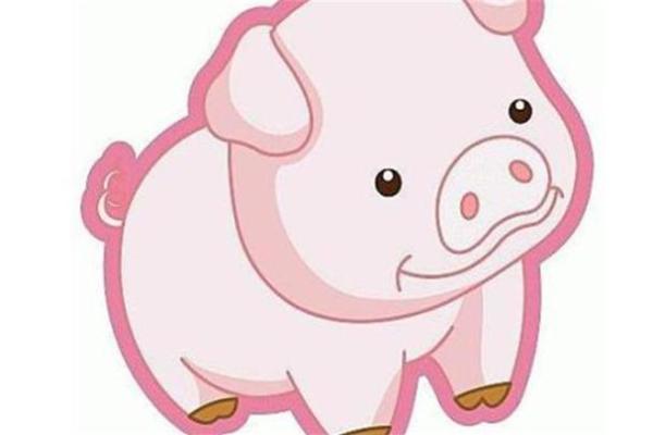 2019年属相猪的命运与性格解析：幸福与挑战并存的生活之路