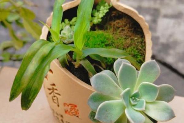火命人适合栽种哪些植物：为生活增添生机与活力！