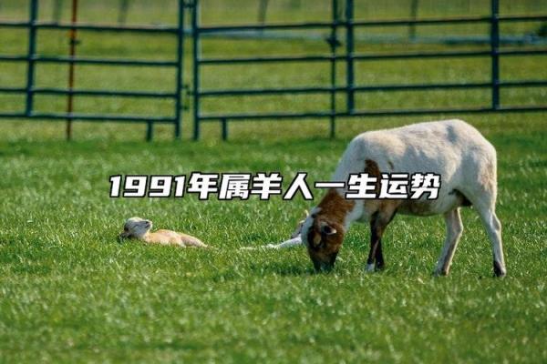十年羊宝宝的命运与特点：解读2023年属羊人的运势!
