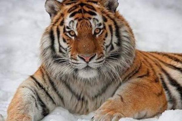 关于“命不久矣”的生肖：探寻命运与运势的奥秘