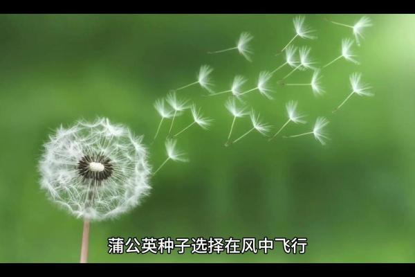 解析6命散兵强度：揭开强者背后的秘密与策略