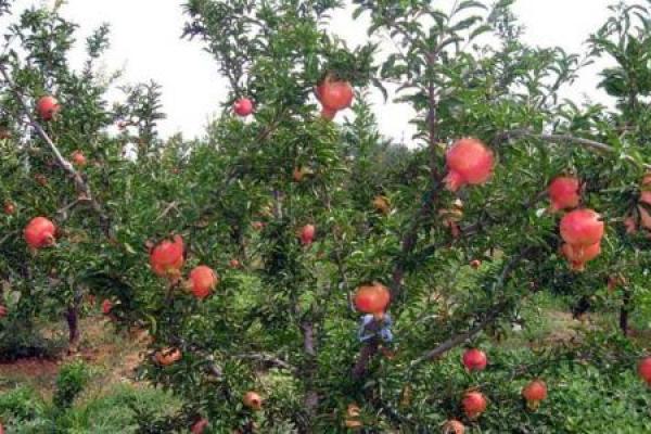 深色与石榴木命的奇妙相遇：颜色的选择与命运的关系