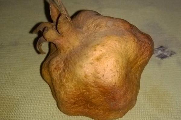 深色与石榴木命的奇妙相遇：颜色的选择与命运的关系