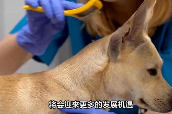 狗年属猪的命运解析：了解你的性格与未来机遇