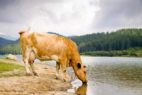 湖内之牛：细解其命途与命理的关系