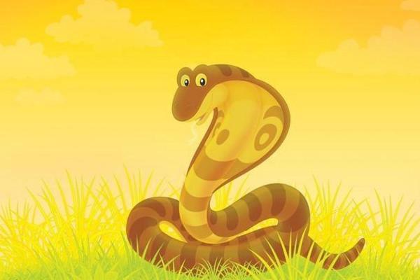 解密1971年属猪人的命运与人生旅程