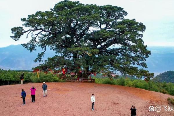 10日生人的命运：探秘生命中的数字力量与性格特征