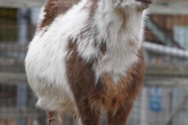 1982年正月十九的命理特征分析与生活启示