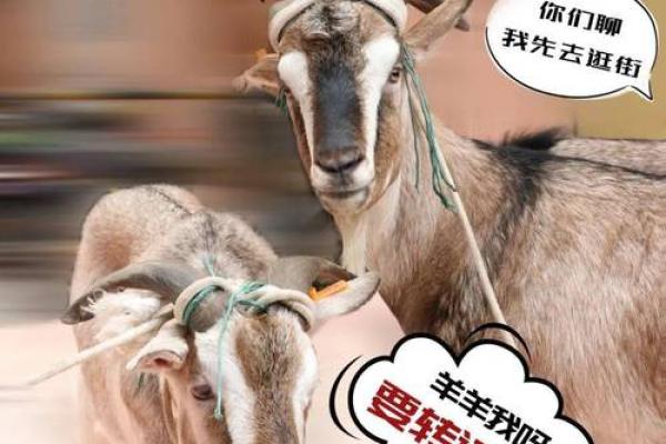 1991羊命：探索命理助运道，助你补足人生缺失！