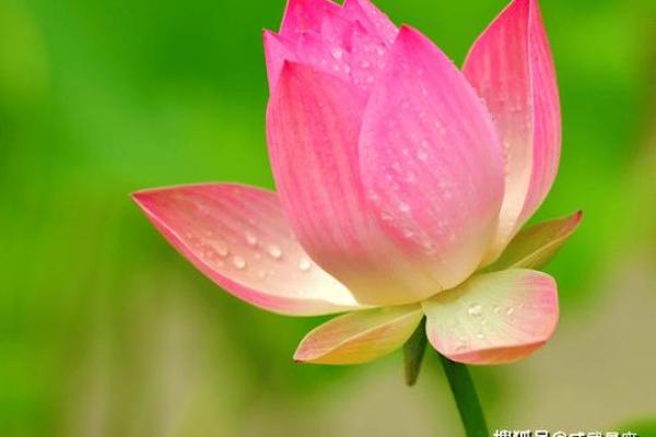 正月属猪人的命运解析：把握人生转折点，开启美好未来！