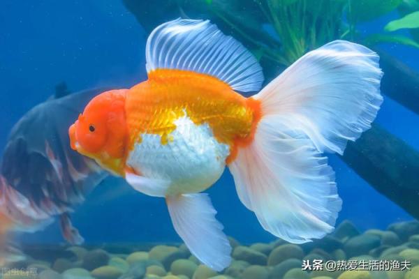 火命人士与适合养的金鱼品种探讨