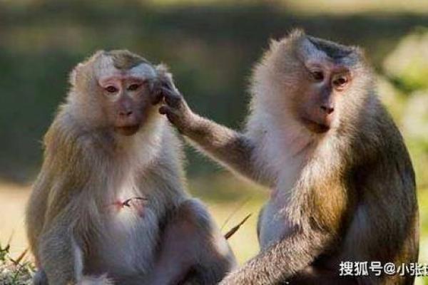 1992年出生的人属猴，探秘猴年人的命理与人生经历！
