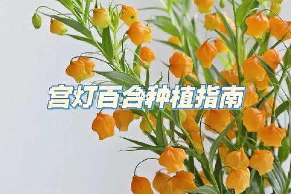 土命家庭适合种植的植物与养护指南