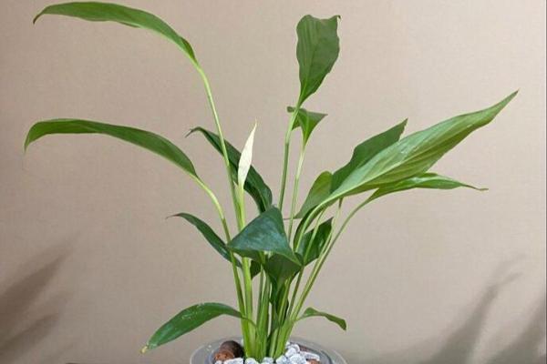 土命家庭适合种植的植物与养护指南