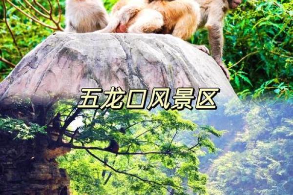 1980年猴子命：探索猴子的命运与特征，奏响人生乐章！