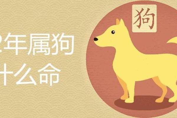 2023年属狗人命运解析：如何把握机遇与挑战？