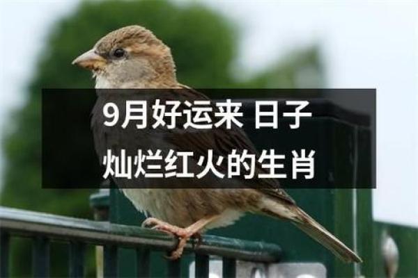1978年生肖解析：鼠年出生者的命理特点与人生智慧