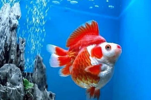 什么命的人养鱼好运？探寻风水中的水族秘密