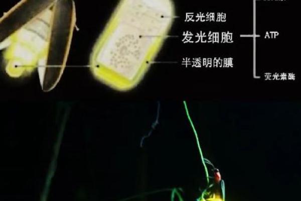 命好的人会感召什么，命理背后的秘密探寻