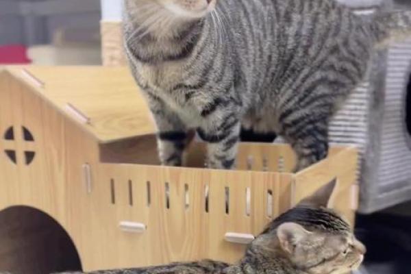 九条命的秘密：探索猫的神秘生肖代表性