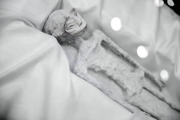 命里动物相克：揭示人与动物之间的神秘关系