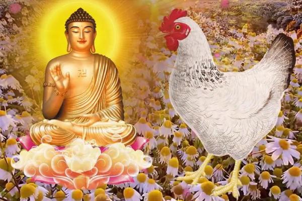 探寻2005年出生的生肖命，揭开属鸡的神秘面纱！