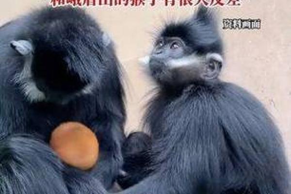 1993年出生的猴子：命运与性格的奇妙结合