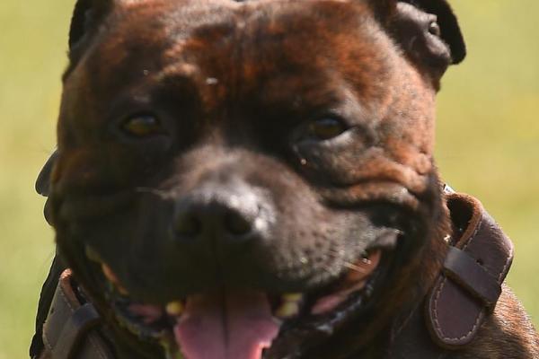 什么品种的狗子更容易命硬？解析被低估的犬种魅力！