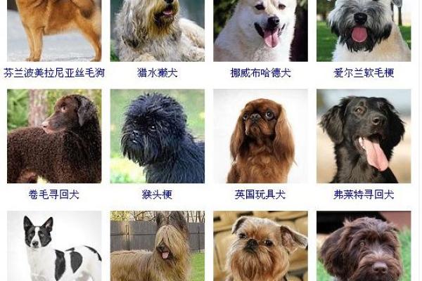 什么品种的狗子更容易命硬？解析被低估的犬种魅力！