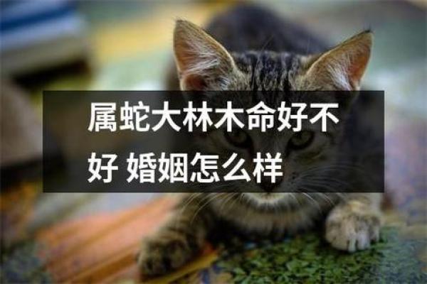 大林木命的色彩揭秘：与命相契的选择与搭配