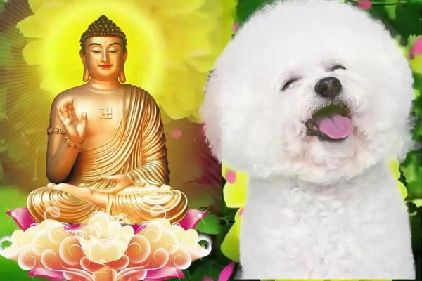 属狗婆婆是什么命，探索她们的命理魅力与人生智慧