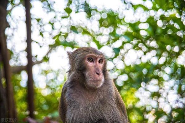 28岁猴子的命运与性格分析：揭秘属猴人的人生轨迹与运势