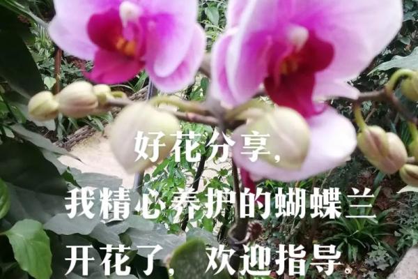 养花养不好的人是什么命？揭开花卉背后的秘密与智慧
