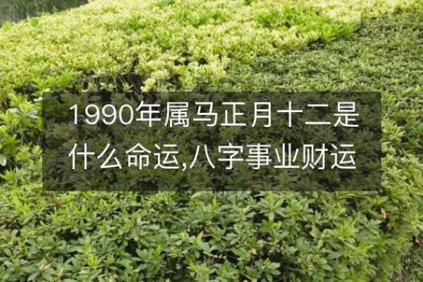 1990年属马人的命运与性格分析