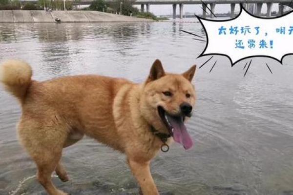 什么土狗最有福命，五大特征揭示爱犬运势！