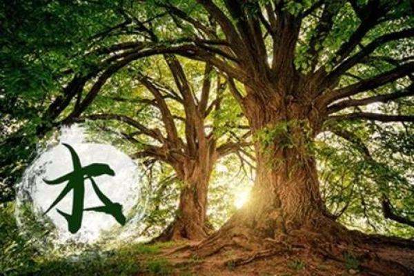 木命扎根：探索木命的深厚文化与生活智慧