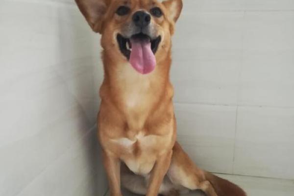 什么土狗最有福命，五大特征揭示爱犬运势！