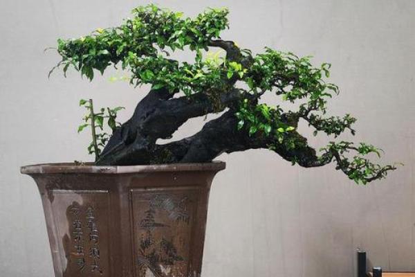山头火命如何选择和养护盆景让生活更加美好