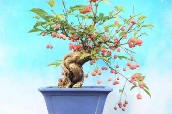 山头火命如何选择和养护盆景让生活更加美好